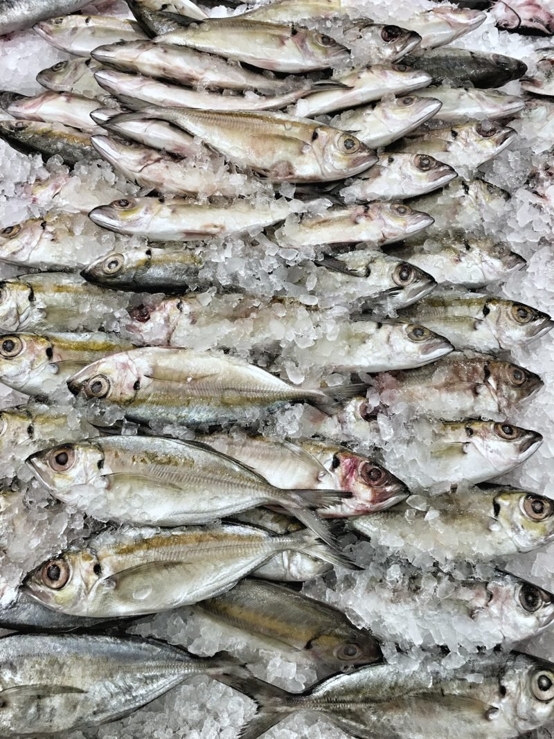 Whole fish packed tight in crushed ice