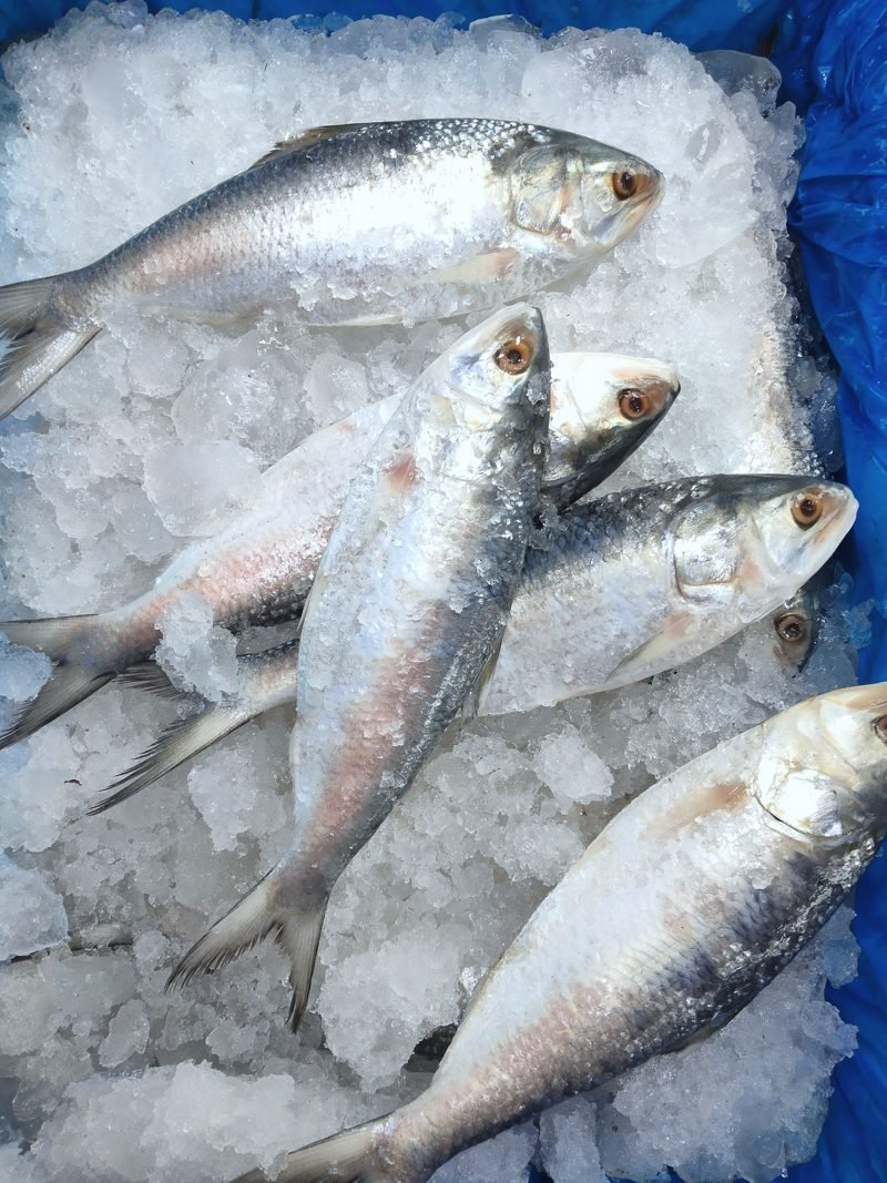 Silver fish bedded in crushed ice inside a lined tote