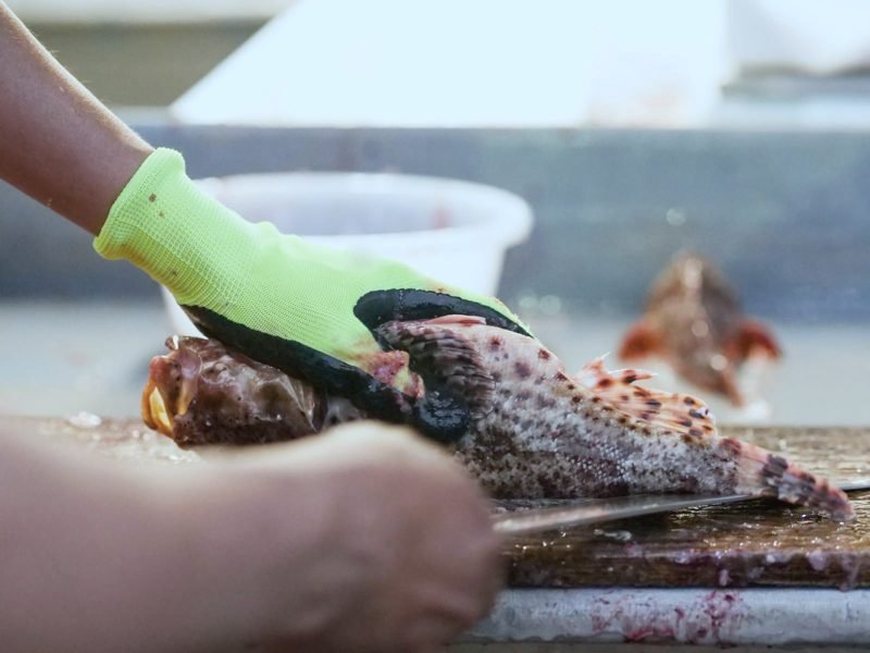 Gloved hands breaking down a rockfish on a cutting board